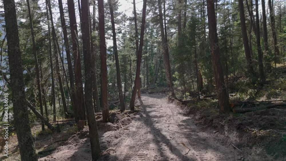Navigating the Forest: A Drone's Journey Through a Dense Forest Road Navigating the Forest: A Drone's Journey Through a Dense Forest Road
