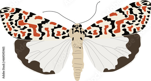 Utetheisa pulchella, the crimson-speckled flunkey, crimson-speckled footman, or crimson-speckled moth, illustration Vector	 photo