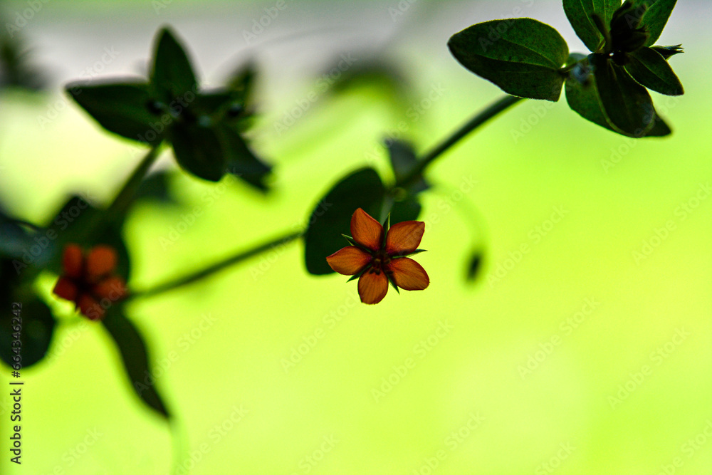 Scarlet Pimpernel Flowers in bloom in springtime Scarlet Pimpernel Flowers in bloom in springtime