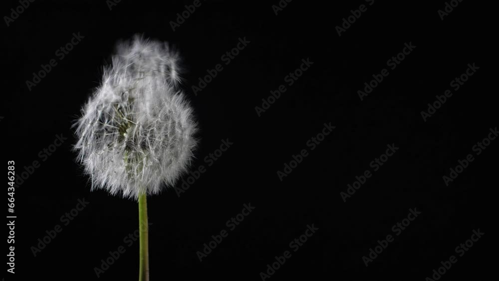 Beautiful texture of blowing fluff off a dandelion for using in composition,  on black background isolated. Hair  loss, alopecia concept. Slow motion 200 fps