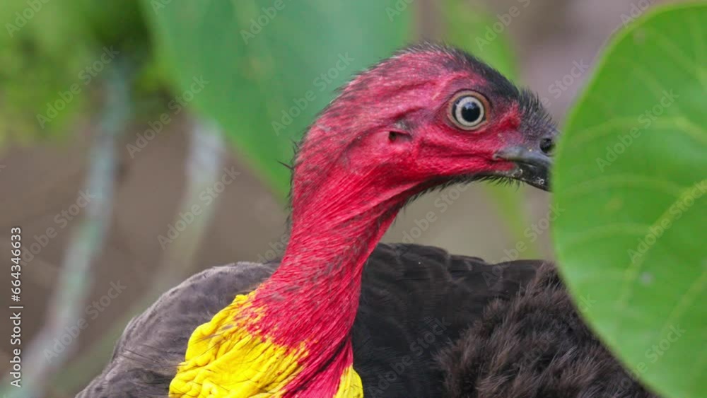 Close up slow motion shot of the red head with yellow frill of an Australian brush turkey Close up slow motion shot of the red head with yellow frill of an Australian brush turkey