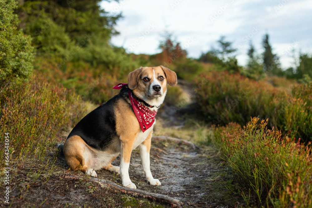 beagle dog on a hike in the mountains
