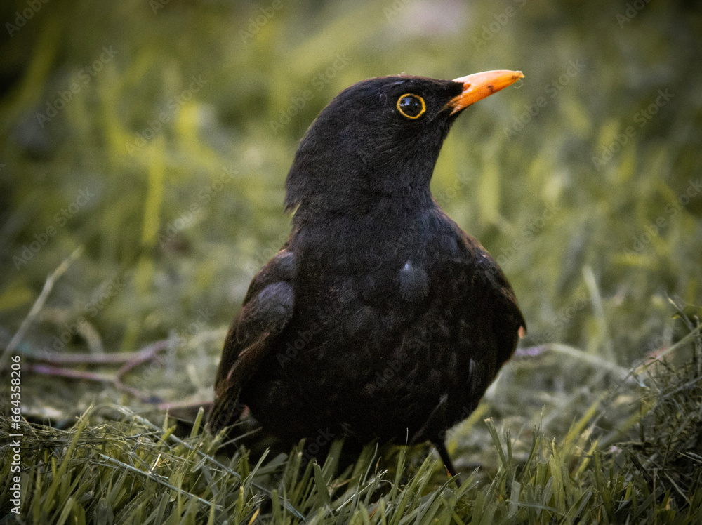 Obraz premium blackbird in the grass