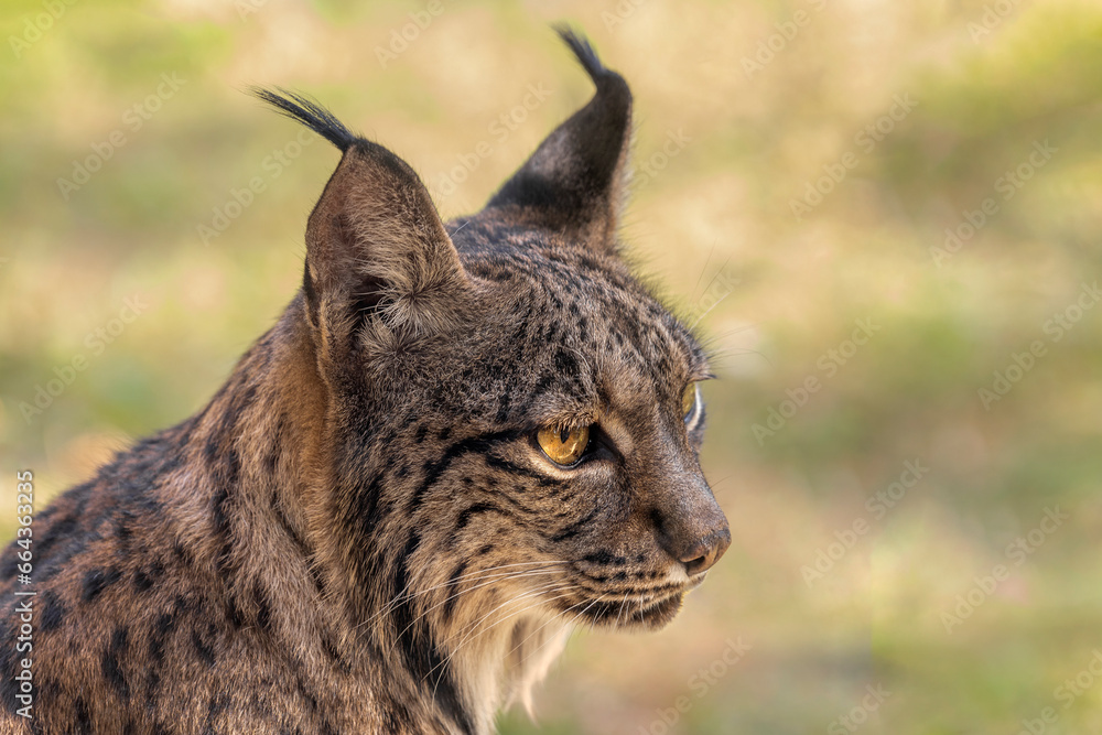 Obraz premium close-up of an iberian lynx