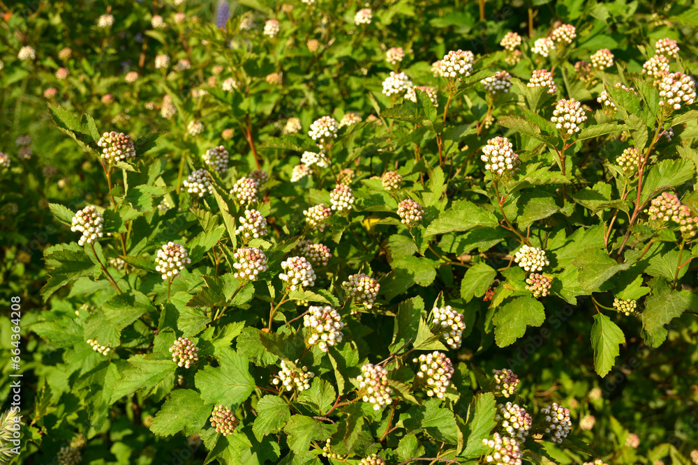 Luxuriantly blooming viburnum physocarpus varieties Luxuriantly blooming viburnum physocarpus varieties