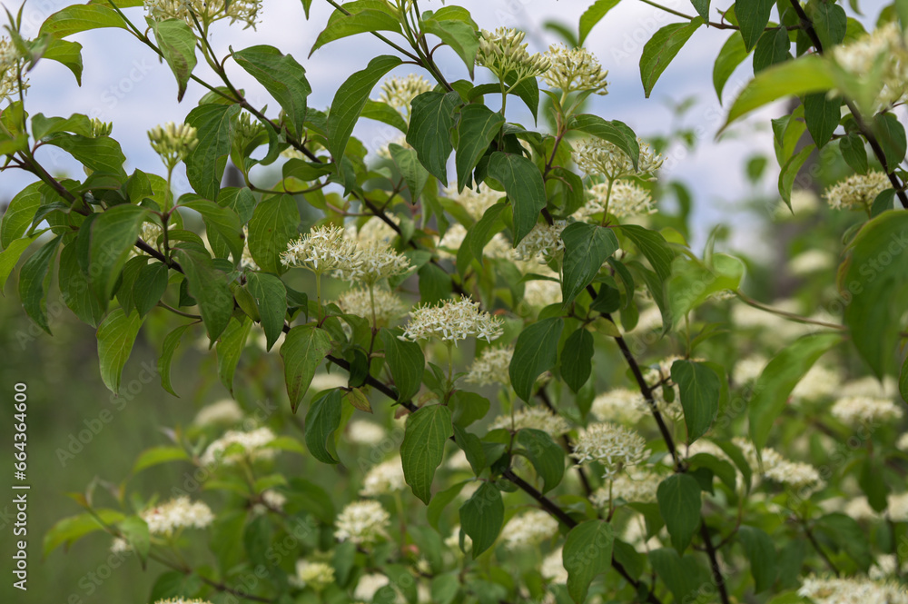 Luxuriantly blooming viburnum physocarpus varieties Luxuriantly blooming viburnum physocarpus varieties