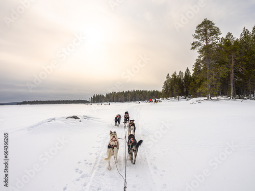 Traveling with a dog sled through a Finnish frozen lake