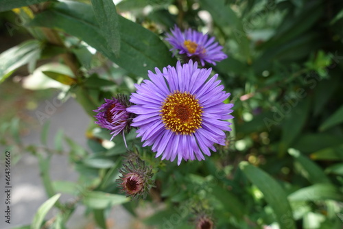Purple flower heads of Symphyotrichum novae-angliae in September