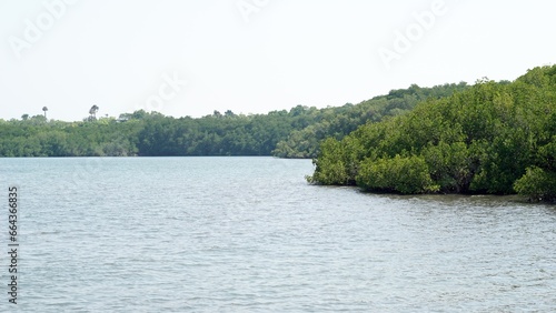 Mangrove Forest in Baluran National Park photo