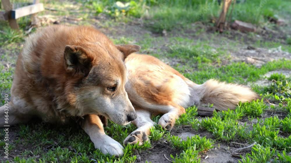A red dog licks a wound on its paw while lying on the lawn. Defenseless animals, shelter. A red dog licks a wound on its paw while lying on the lawn. Defenseless animals, shelter.