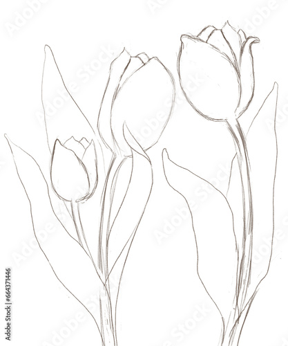 tulip flower sketch