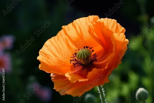 Orange poppy flower in a garden. Generative AI