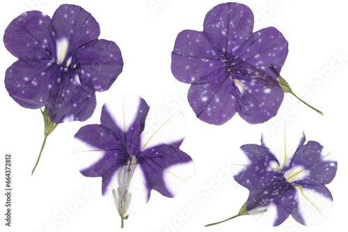 Set of dried Petunia flowers isolated on white background. Dry the bud plant cutout. Herbarium. Drie petal flower isolated. Botanical old garden. photo