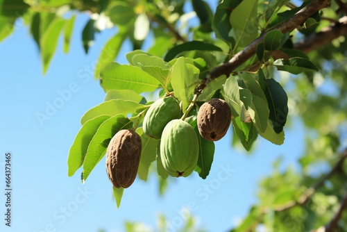 ripe pecans nut on the tree photo