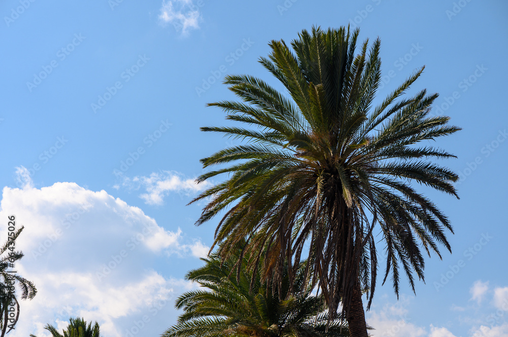 tropical palm trees on the island of Cyprus 7 tropical palm trees on the island of Cyprus 7