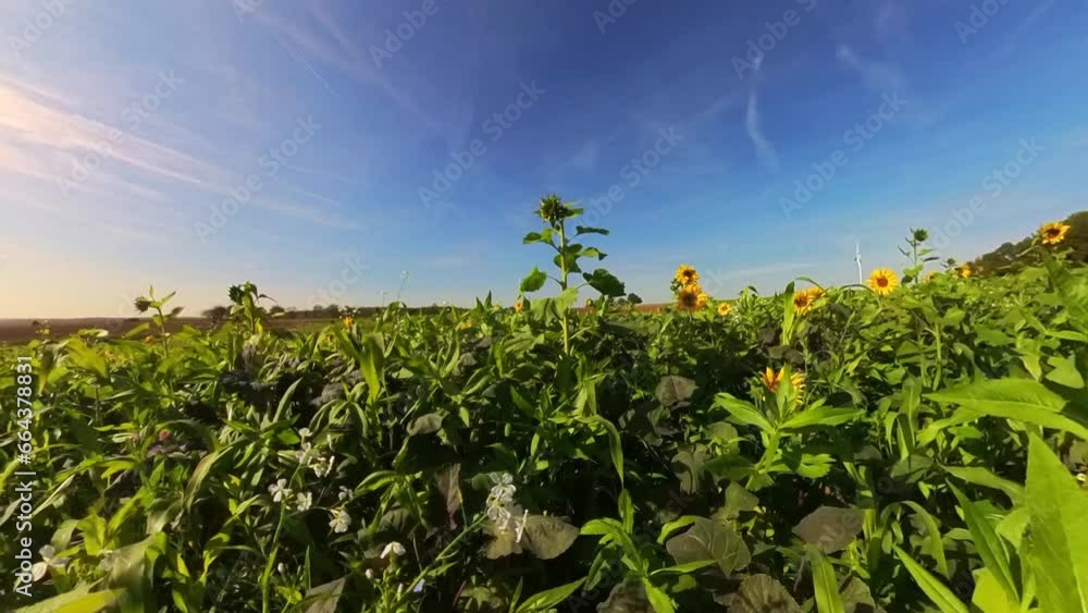 schöne Sonnenblumen wiegen sanft im Wind auf wunderschönem Sonnenblumenfeld, blauer Himmel, Nahaufnahme, Insekten schöne Sonnenblumen wiegen sanft im Wind auf wunderschönem Sonnenblumenfeld, blauer Himmel, Nahaufnahme, Insekten