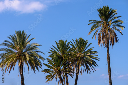 tropical palm trees on the island of Cyprus 3
