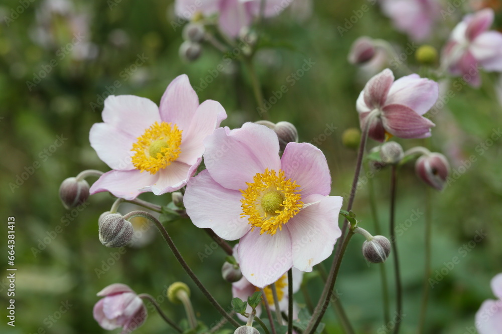 Beautiful blossoming Japanese anemone flowers in summer garden. Beautiful blossoming Japanese anemone flowers in summer garden.