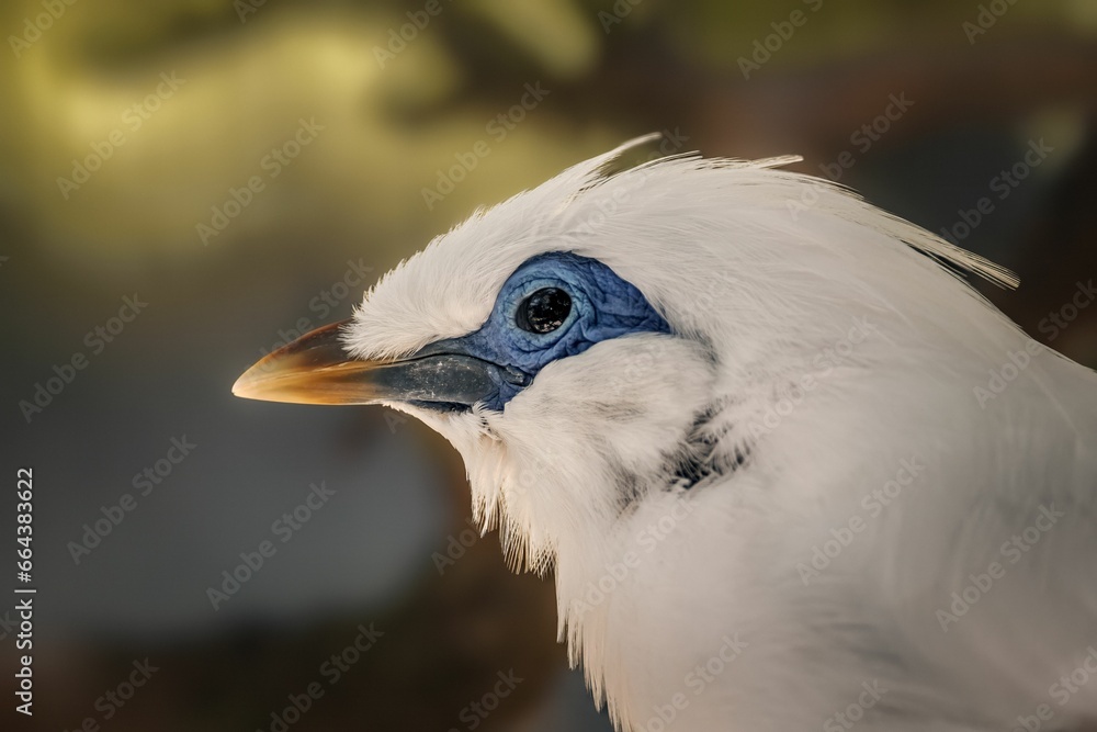 Close-up shot of a Bali myna bird. Close-up shot of a Bali myna bird.
