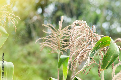 cultivo de maiz en colombia
