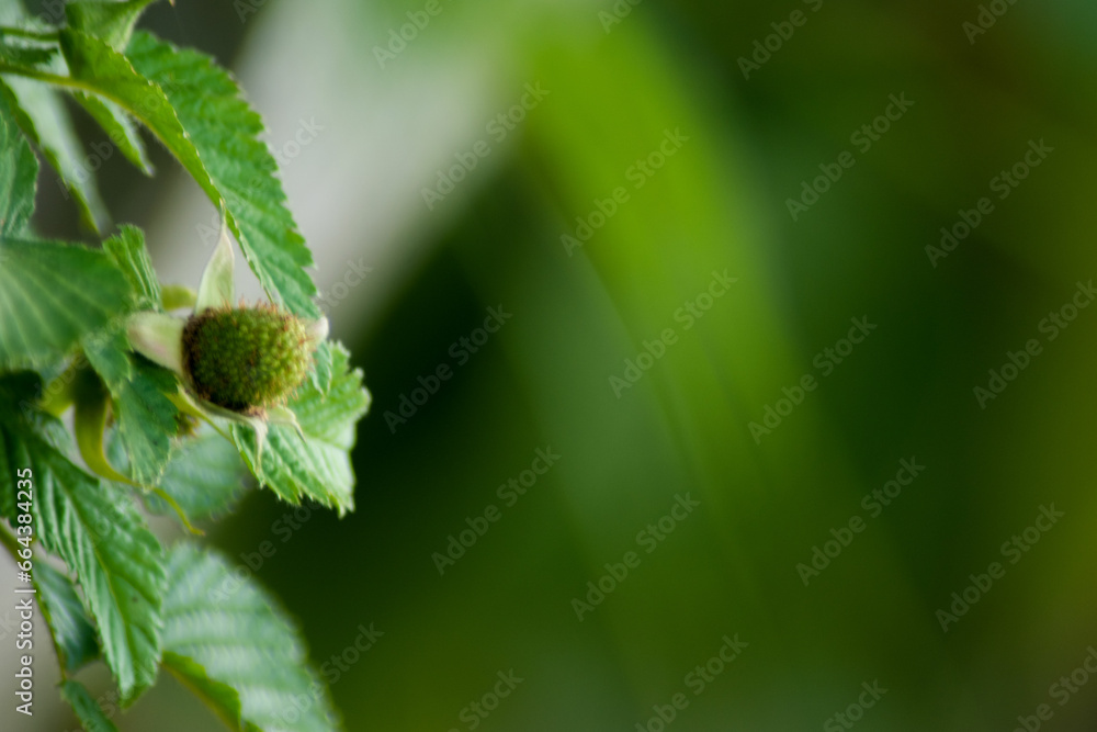 flor, naturaleza, fábrica, árbol, navida, hojas, sucursal, flora, aislada, macro, decoraciones, rojo, huerta, fábrica, color, vacaciones, florecer flor, naturaleza, fábrica, árbol, navida, hojas, sucursal, flora, aislada, macro, decoraciones, rojo, huerta, fábrica, color, vacaciones, florecer