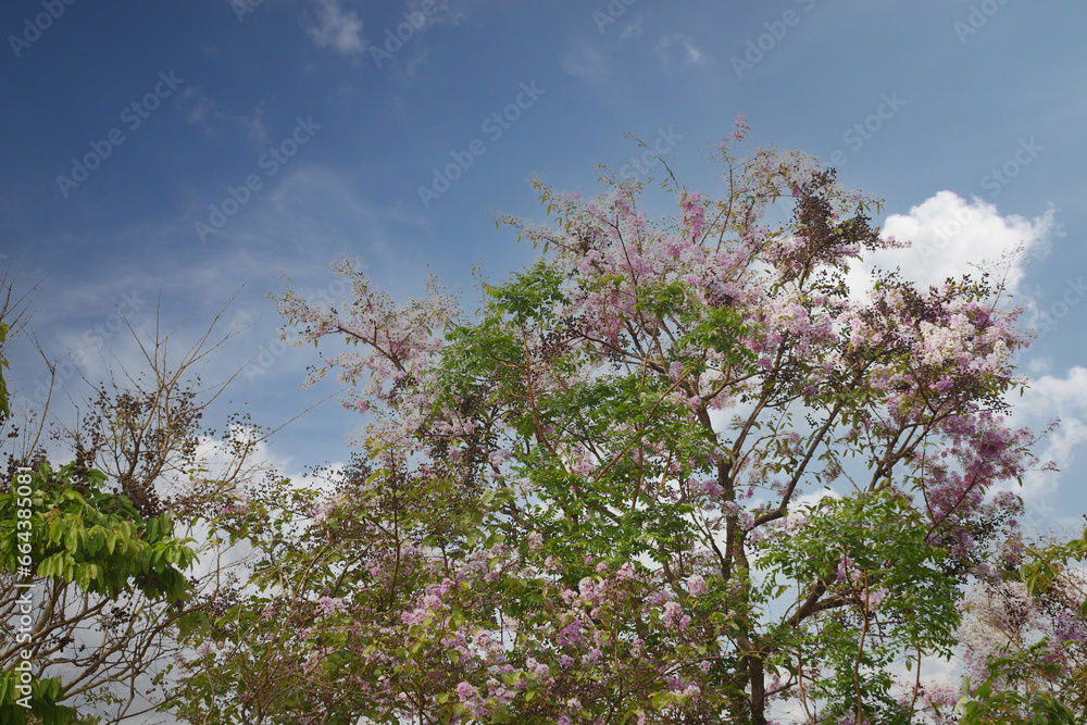 Tabaak flowers of Lagerstroemia floribunda Jack tree are blooming in the summer of every year in Thailand.