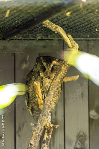 Sunda Scops Owl (Otus lempiji) Outdoors photo