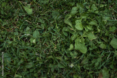 green grass of home  floor  ground