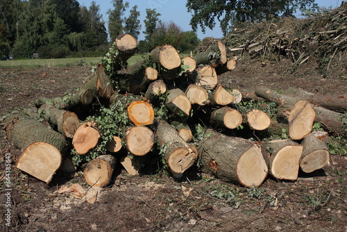 Felled trees stacked for collection, in Lippetal Büninghausen, Germany, North Rhine-Westphalia on Buschstrasse photo