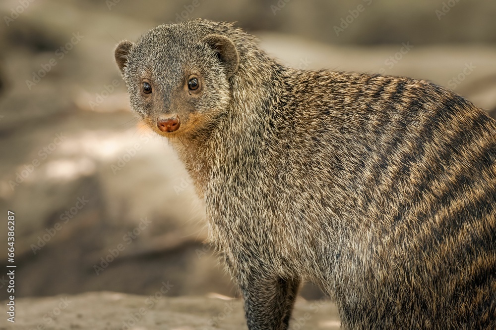 Closeup shot of a banded mongoose perched atop a rocky outcropping. Closeup shot of a banded mongoose perched atop a rocky outcropping.