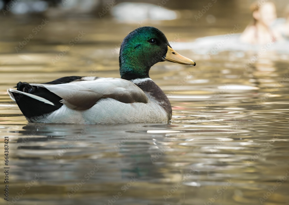 Mallard duck in a tranquil body of water.