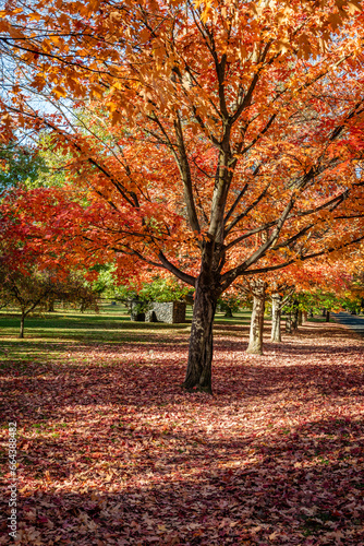 Autumn Scenery in Corbin Park. Spokane, Washington. photo