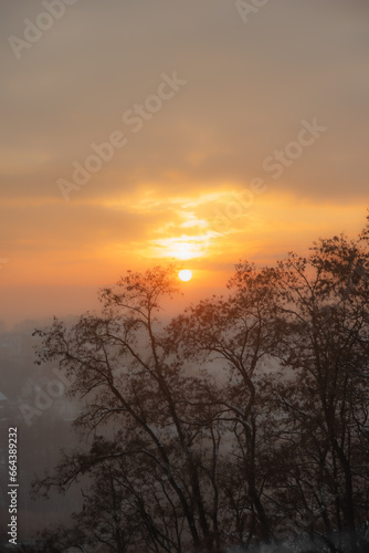 Wallpaper Mural View of the city, the silhouette of trees at sunset. Winter sunset and haze over the city. Torontodigital.ca