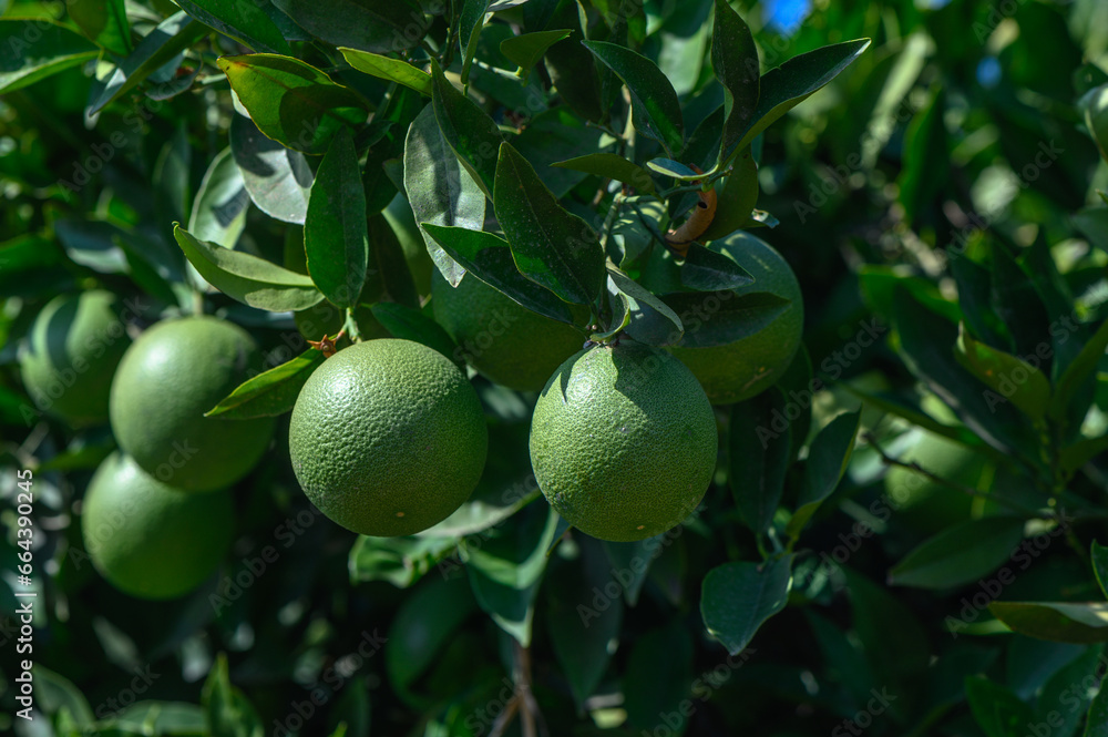 green oranges on a tree in Cyprus 7 green oranges on a tree in Cyprus 7