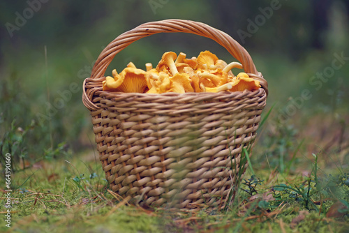 Freshly cut raw golden Chanterelle mushrooms placed in a wooden wicker basket standing outdoors on a green moss in a forest in autumn