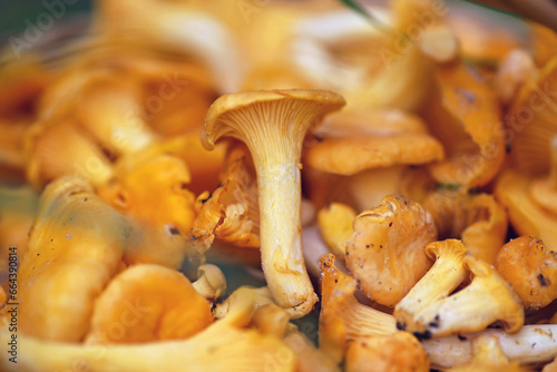 The close-up view of freshly cut raw golden Chanterelle mushrooms placed together in autumn