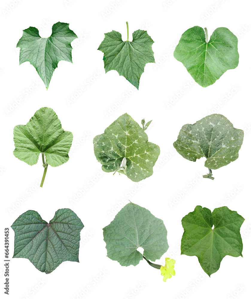 Obraz premium Green pumpkin leaves Bundle on white background, leaf isolated set, green leaf plant eco nature tree branch isolated