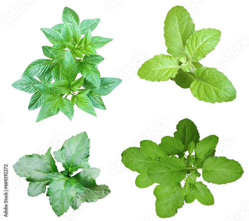 Green mint leaves Bundle on white background, leaf isolated set, green leaf plant eco nature tree branch isolated