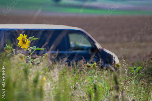 Fototapeta Naklejka Na Ścianę i Meble -  Sonnenblume mit Sonnenblumenfeld im Vordergrund im sommerlichen ländlichem Umfeld.  Im Hintergrund erkennbar ein Campervan Kleintransporter T5. 