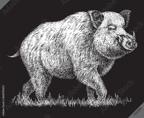 Vintage engraving isolated hog set illustration ink sketch. Wild boar background pig animal silhouette art. Black and white hand drawn vector image