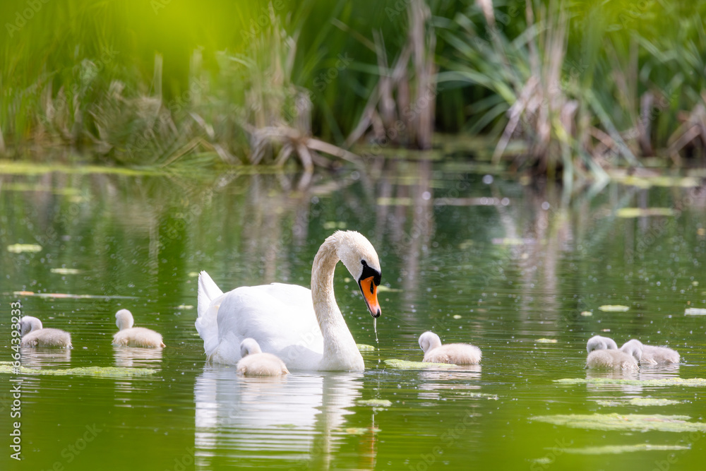Nachwuchs Schwan Schwanenfamilie Nachwuchs Schwan Schwanenfamilie