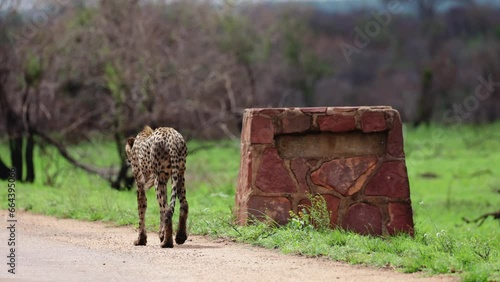 A male cheetah scent marking on a signpost