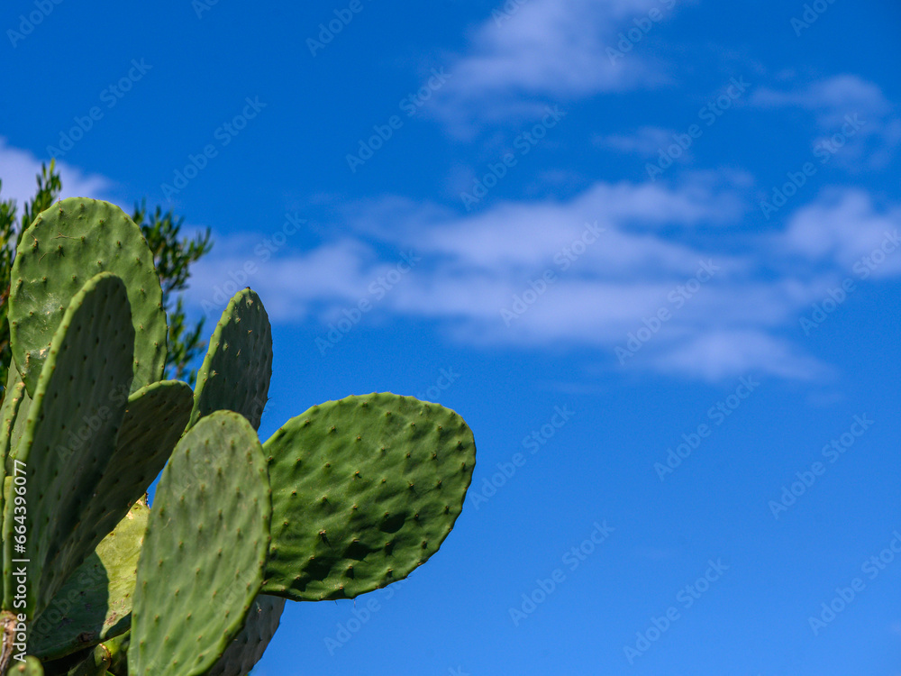 cactus against the blue sky on the island of Cyprus 1