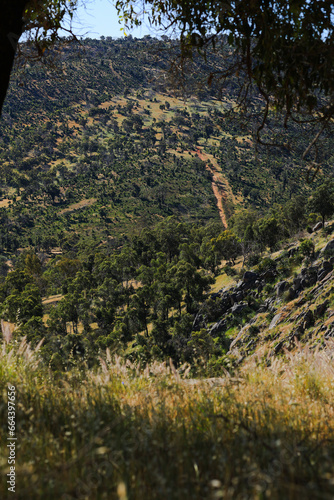 autumn in the forest
