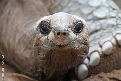 Aldabra giant tortoise