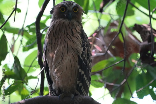 The Buffy Fish Owl (Bubo ketupu) is a species of owl found in various parts of Southeast Asia, including countries like Malaysia, Indonesia, Thailand, Myanmar, and others.|马来渔鸮 
