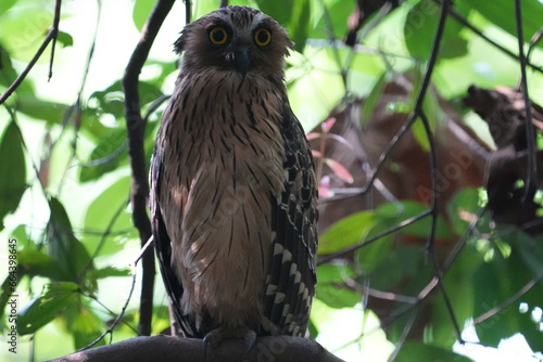 The Buffy Fish Owl (Bubo ketupu) is a species of owl found in various parts of Southeast Asia, including countries like Malaysia, Indonesia, Thailand, Myanmar, and others.|马来渔鸮 