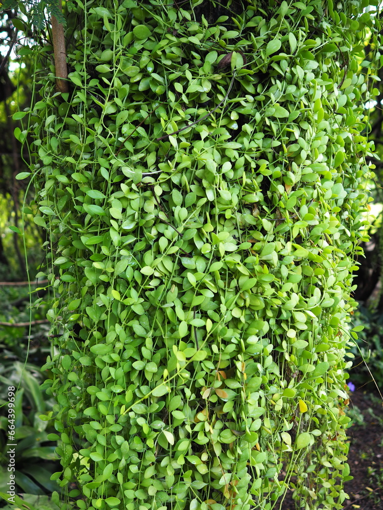 String of Nickels Plant or String of Nickels, Dischidia nummularia have Small round green-silver leaves similar to buttons with aerial roots The stem looks like long green vine hang on a big tree.
String of Nickels Plant or String of Nickels, Dischidia nummularia have Small round green-silver leaves similar to buttons with aerial roots The stem looks like long green vine hang on a big tree.