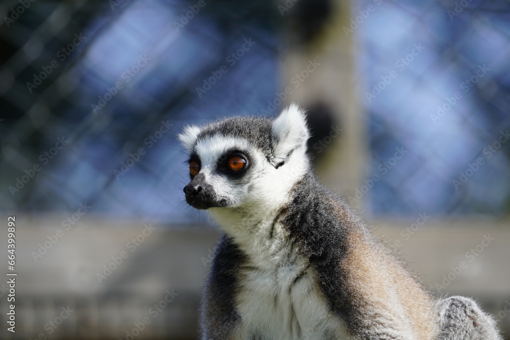 Obraz premium Ring tailed lemur