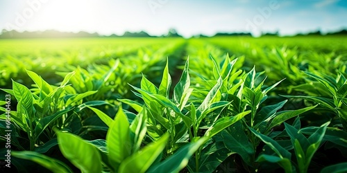 Field of vibrant green biofuel crops. © Dibos